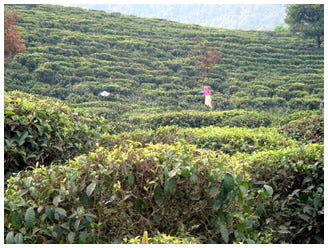 My First Trip to the Tea Mountain