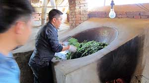 Making Raw and Ripe Pu-erh Tea